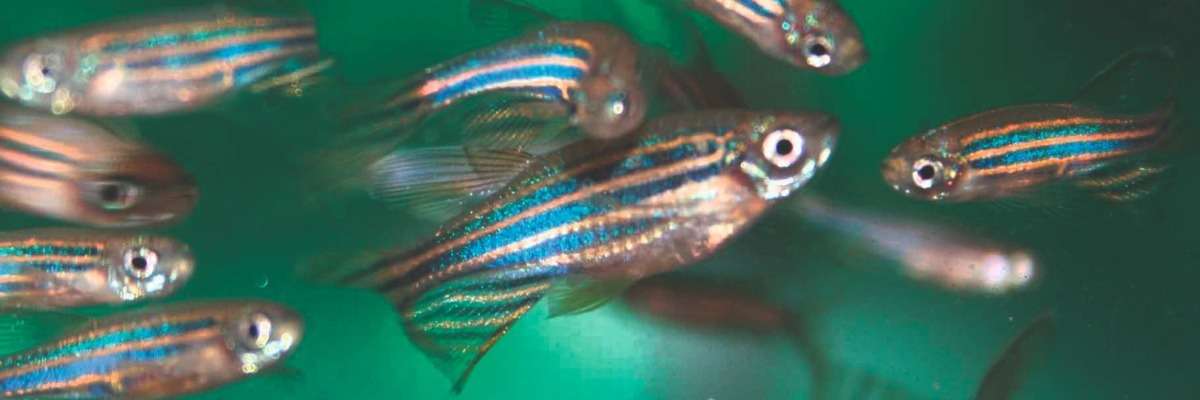 The power of zebrafish in the study on Parkinson’s Disease