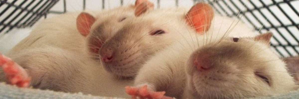 Why rats help other rats