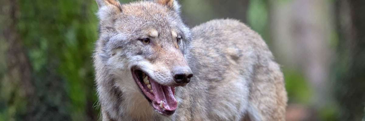Why wolves cry out for their friends