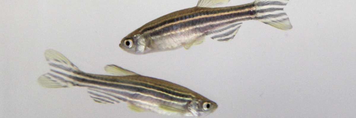 Tracking zebrafish activity to study a key element in circadian rhythmicity