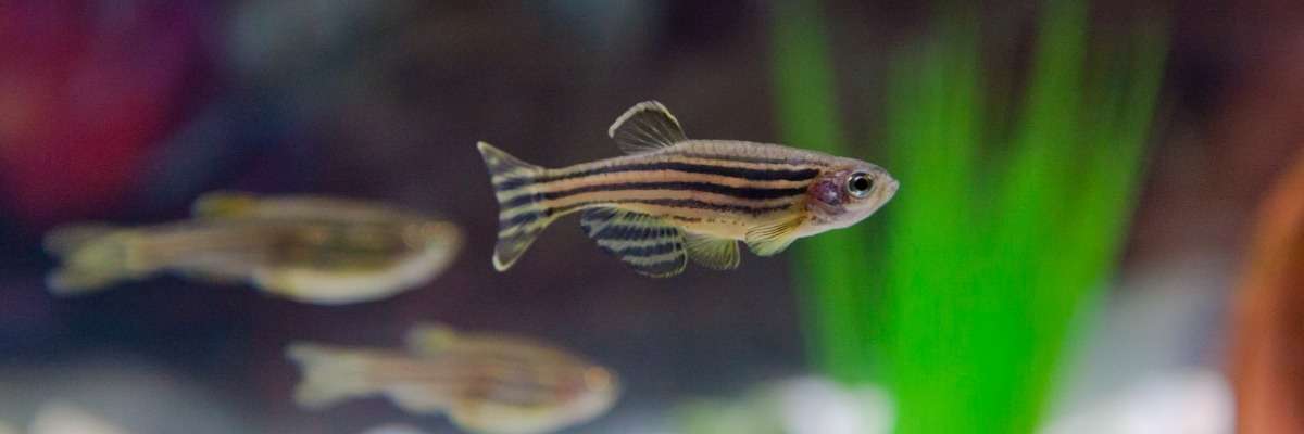 Zebrafish research: behavioral differences between wild-type strains