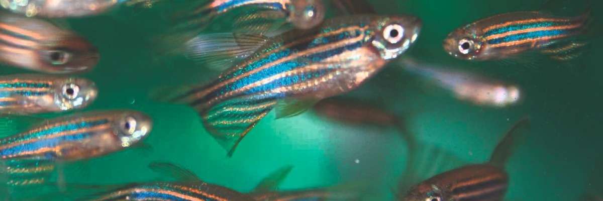 How zebrafish regenerate (and how to measure their recovery)